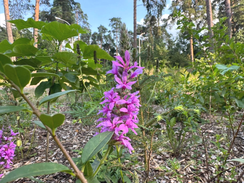 4819 image for slide